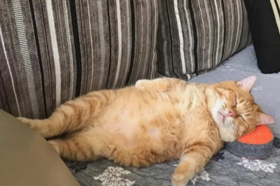 Про кота, борщ и тещу.